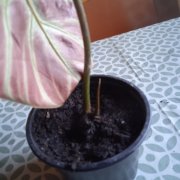 IMG_20231023_080830.jpg