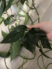 IMG_4113.jpeg
