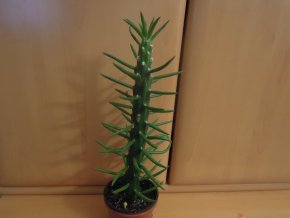 Cylindroopuncie subulata