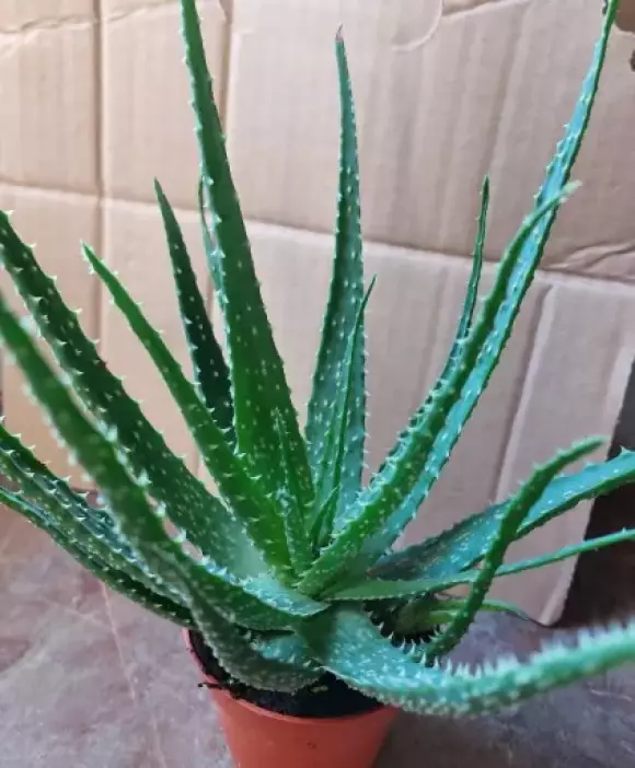 Al.humilis.webp