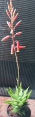 Aloe chira.jpg