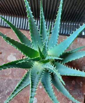 Aloe arborescens