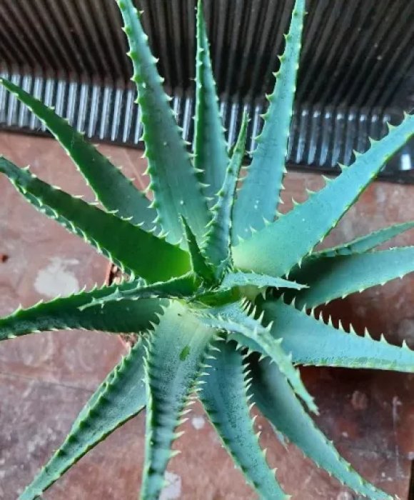 Al.arborescens.jpg