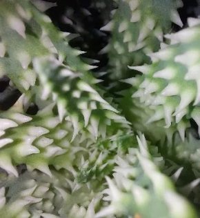 Aloe humilis shark