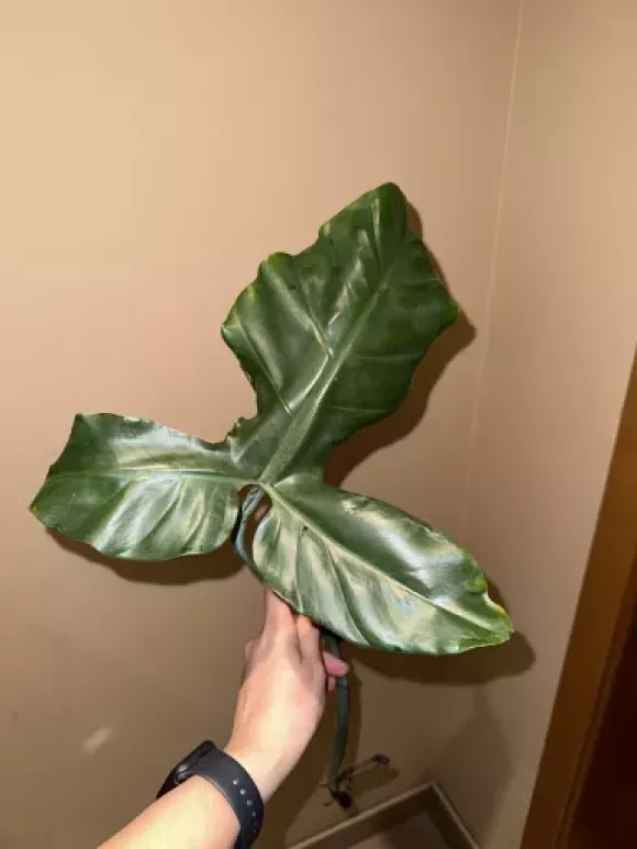 Philodendron sanctamartinense | Aukce rostlin