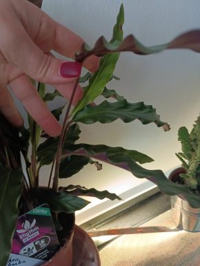 Calathea rufibarba