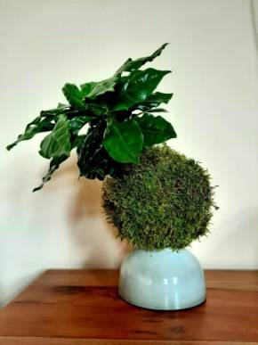 Kokedama Coffeea Arabica - Kávovník
