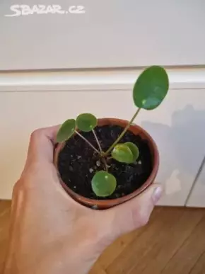 Pilea peperomioides