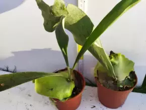 Platycerium bifurkatum - Parožnatka vidličnatá