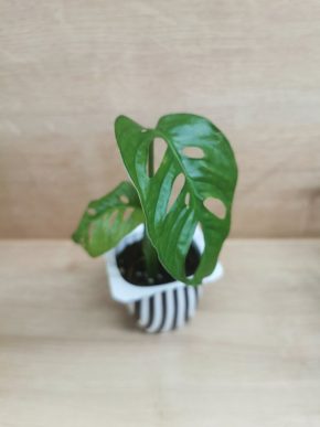 Monstera Monkey mask