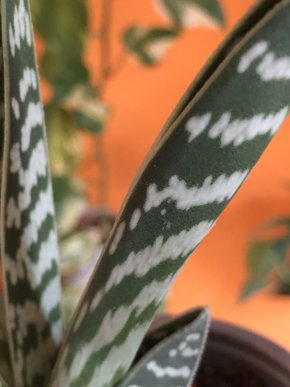 Aloe - rostlina.
