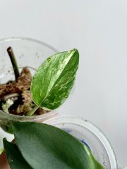 IMG_6425.jpeg