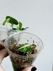 IMG_6422.jpeg