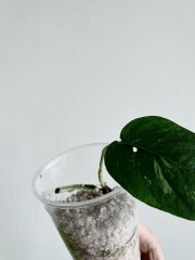 IMG_6420.jpeg