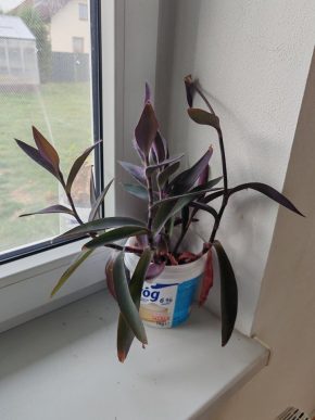 🪴 Tradescantia Pallida
