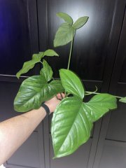 IMG_7048.jpeg