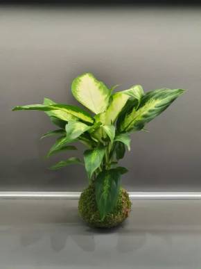 Kokedama Difenbachie mech