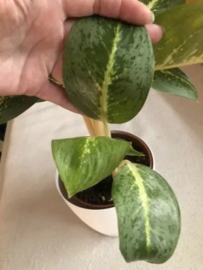 Aglaonema “Sanawoi”
