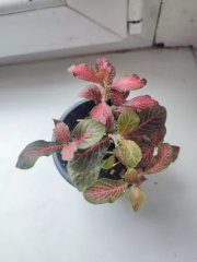 IMG_20231114_090226.jpg