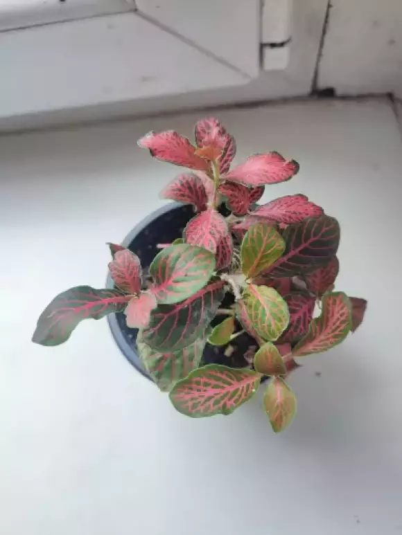 IMG_20231114_090226.webp