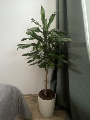IMG_2456.jpeg