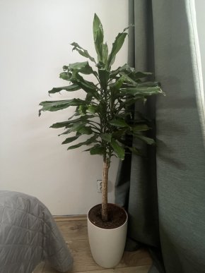 Dracaena