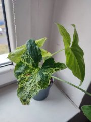 IMG_20231115_092852.jpg