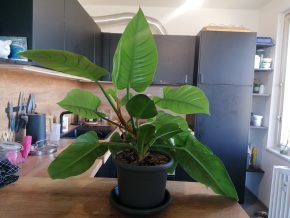 Philodendron