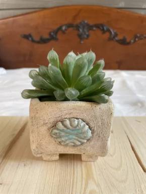 Haworthia cooperi v obalu