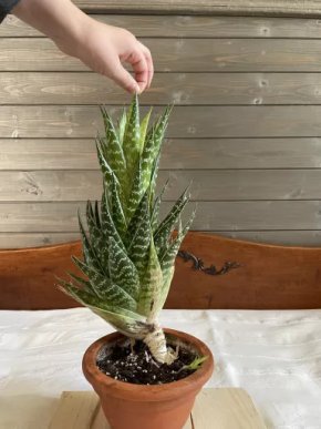 Aloe Tiki Tahi