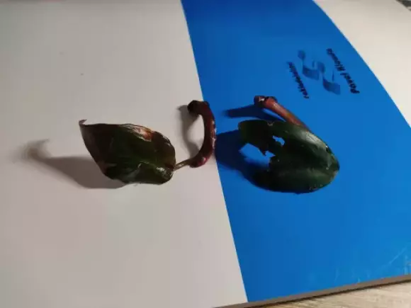 367949085_1251538892191212_6273771208072631836_n.webp