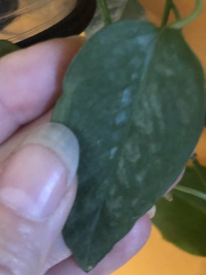 Epipremnum pinatum cebu blue -řizek