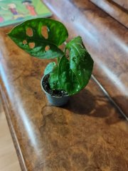 IMG_20231120_085916.jpg