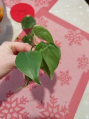 IMG_20231120_091735.jpg