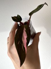 IMG_5792.jpeg