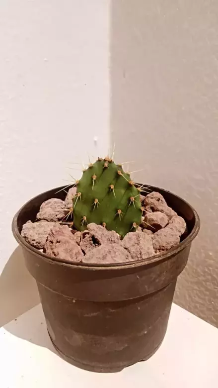 Opuntia sp.webp
