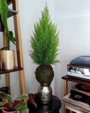 Kokedama Cypřiš - Cypříšek domácí Goldcrest Wilma