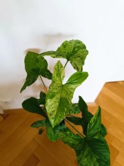 IMG_20231123_122305.jpg