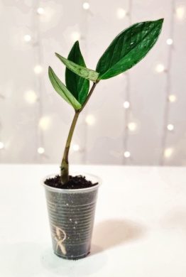 Zamioculcas zamiifolia baby 5 | teplý balíček 🔥