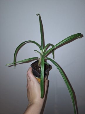 aglaonema slim jim 2x baby kořenící