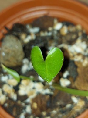 Syngonium "White butterfly" baby č.2