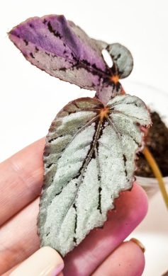 Begonia silver limbo | teplý balíček 🔥