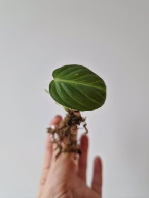 Philodendron Melanochrysum