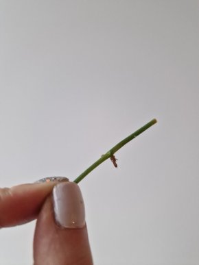 Kolínko Monstera Obliqua