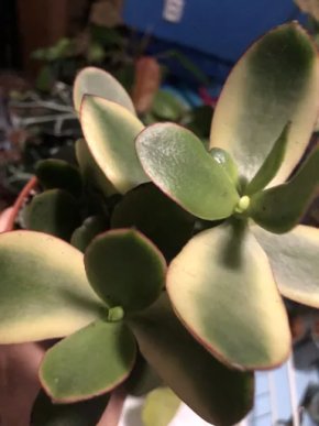 Crassula Ovata Jade - řizek.