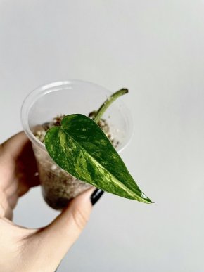 Epipremnum Pinnatum Var.
