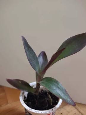Tradescentia pallida - fialová