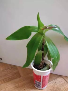 Tradescentia pallida - zelená