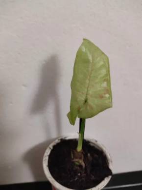 Syngonium Milk confetti rostlinka