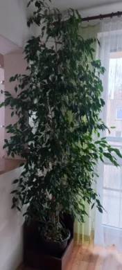 Ficus Bejnamin cca 230cm